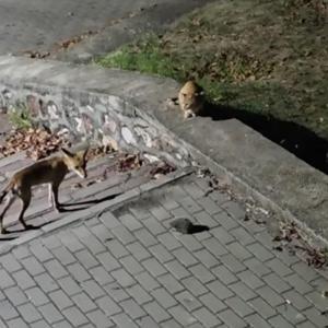 Parkta tilki, kedi ve kirpinin karşılaşması kamerada