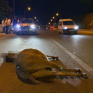 Derikte minibüsün çarptığı eşek öldü