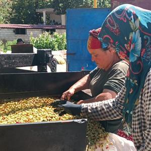 Antep fıstığında ‘kavlatma’ telaşı sürüyor