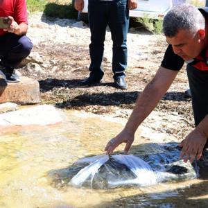 Gaziantep’te baraj ve göletlere 40 bin yavru balık bırakıldı