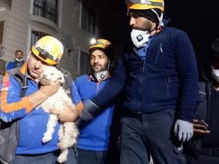 Kabındaki mama ile 25 gün hayatta kaldı Fıstık kurtarıldı...