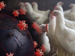Japonya’da kuş gribi alarmı: 40 bin kümes hayvanı itlaf edilecek