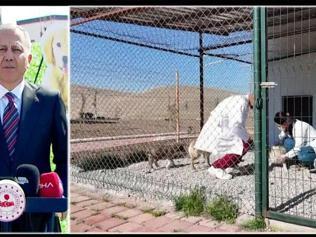 Saldırgan köpek düzenlemesi mi geliyor Bakan Yerlikayadan açıklama