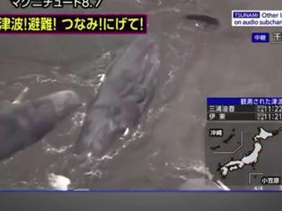 Japonya’da tsunami sonrası balinalar kıyıya vurdu