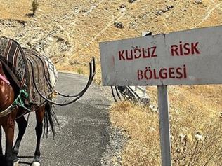 Bitliste köy kuduz alarmı Bir köy karantinaya alındı