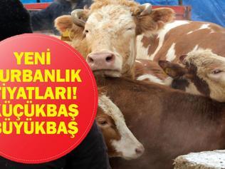 YENİ KURBANLIK FİYATLARI 2026: Büyükbaş Küçükbaş Kurbanlık ve Hisse Fiyatları Ne Bu Yıl Kurbanlıklar Ne Kadar