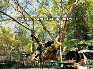BAKAN KURUM PAYLAŞTI: Tam 854 yıllık İşte anıt ağacın hikayesi...