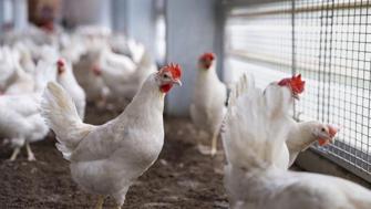 Batı Nil virüsüne karşı tavuklu erken uyarı sistemi
