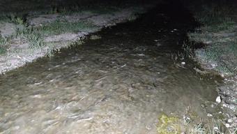 İnci kefallerinin eşsiz gece yolculuğu