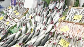 Balık tezgahlarında palamut bolluğu