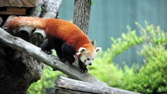 Macaristandan Bursaya panda