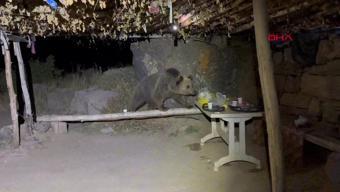 Göl kenarında pikniğe ayı baskını