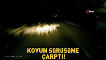 Kamyonet sürüye çarptı: 16 koyun telef oldu