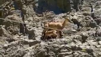 Erzincanda yavrularını emziren dağ keçisi görüntülendi