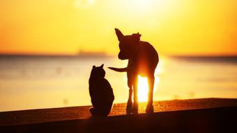 ‘Yakala, kısırlaştır, tut, sahiplendir’ modeli Saldırgan köpek düzenlemesi Meclis’te…