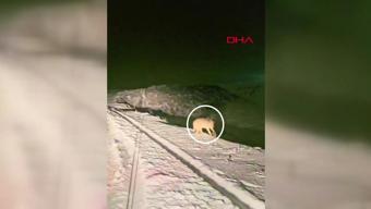 Kurtlar şehir merkezine indi