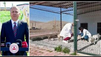 Saldırgan köpek düzenlemesi mi geliyor Bakan Yerlikayadan açıklama
