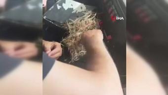 Hatayda takdir toplayan görüntü: Yangının ortasında kuş yuvasını kurtardılar