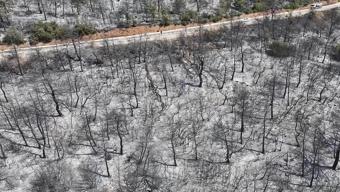 YEŞİL DOĞA SİYAHA DÖNDÜ İşte yangından sonra Bursa...