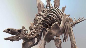 165 milyon yıllık zırh... İşte en eski dinozor