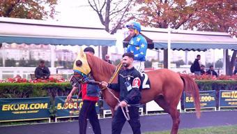 Yarış öncesi son çıkış Atların fiziksel ve mental durumu burada gözlemlenir...