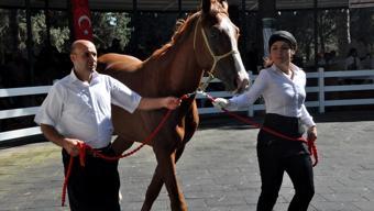 Safkan Arap tayları açık artırmayla satıldı