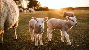 Rüyada Kuzu Görmek Ne Anlama Gelir Rüyada Kuzu Sevmek Nasıl Yorumlanır