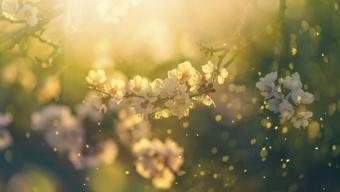 İlk cemre ne zaman düşecek Baharın müjdeleyicisi cemre düşme tarihleri 2022