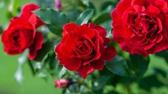 Cemre nedir, nasıl düşer Cemre düşmesi ne anlama geliyor