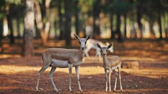 Kahve Falında Ceylan Ne Anlama Gelir Falda Ceylan Şekli Görmek Ne Demek, Anlamı Nedir