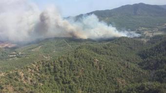 Dalaman’da orman vurgunu
