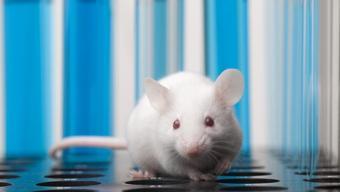 İsveçte kemirgenler arasında yayılan yeni koronavirüs tespit edildi