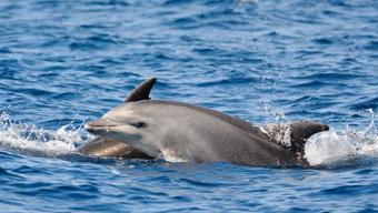 Faroe Adalarında katliam gibi festival: 100 yunus öldürüldü