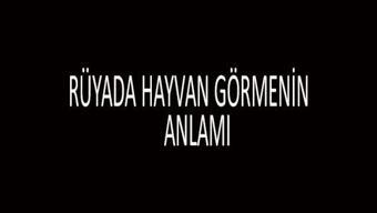 Rüyada Hayvan Görmek Ne Anlama Gelir Rüyada Değişik Hayvanlar Görmek Nasıl Yorumlanır