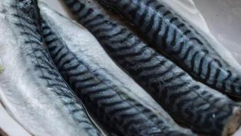 Bu balıklardan uzak durun