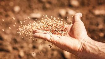 Buğdayda, elmada havuçta mikroplastik Topraktan tohuma mikroplastik tehdidi... Prof. Dr. Osman Müftüoğlu yazdı