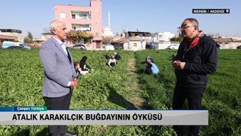 Karakılçık buğdayı, karakılçık buğdayı ekmeği, şevketibostan, maralfalfa ve kadınların şehir ekonomisine katıkısı