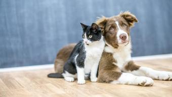 Hayvanlar depremleri önceden sezebilir mi