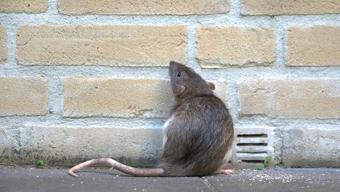 Paris Belediyesi, farelerle birlikte yaşamı’ incelemek için komite kuracak