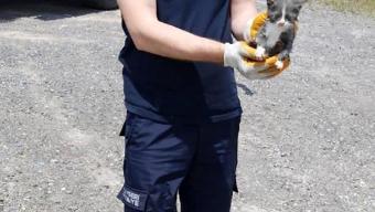 Kuyuya düşen yavru kedi kurtarıldı