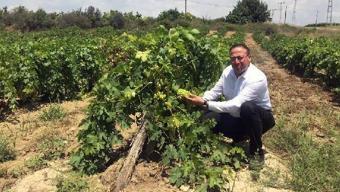 Ziraat odasından erken hasat uyarısı: Ham kesim tat kaçırır