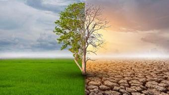 Bu tarım ürünlerinin üretimi tehlikede İklim krizi en çok hangi besinleri vuracak