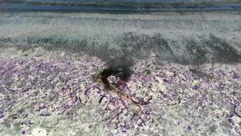 Kuraklık Burdur Gölü de vurdu: Sahil morardı