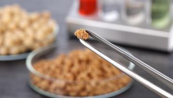 İtalya’dan yapay et yasağı