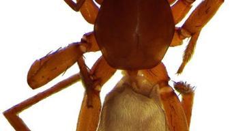 Antalyada keşfedildi: 8 yeni tür