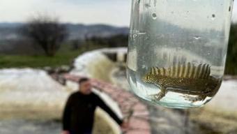 Nesli tükenme tehlikesi altında: Süs havuzunda bulundular