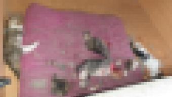 Başları ve patileri kesilerek öldürülmüş 6 yavru kedi bulundu