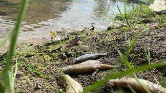 Deredeki balıkları telef oldu Sebebi yine aynı...