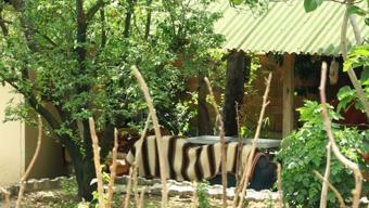 Tokattaki patlamaya ilişkin Samsunda yakalanan 2 şüpheli sorguda