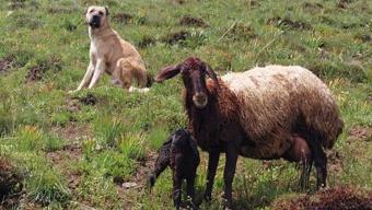Kayıp sandıkları çoban köpekleri Kralı öyle bir yerde buldular ki...